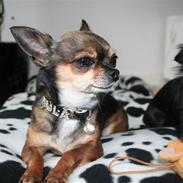 Chihuahua chula
