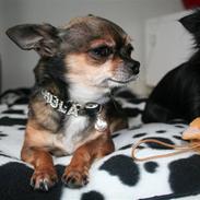 Chihuahua chula