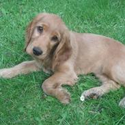 Cocker spaniel Lolli