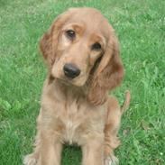 Cocker spaniel Lolli