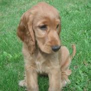 Cocker spaniel Lolli