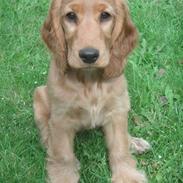 Cocker spaniel Lolli