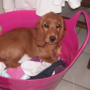 Cocker spaniel Lolli