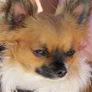 Chihuahua Bailey