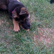 Schæferhund Bella * Solgt *