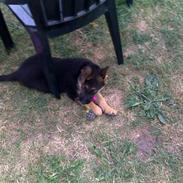 Schæferhund Bella * Solgt *