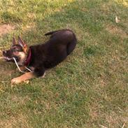 Schæferhund Bella * Solgt *