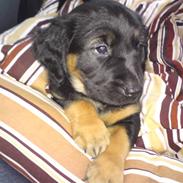 Blanding af racer Trunte