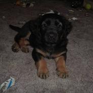 Blanding af racer Trunte