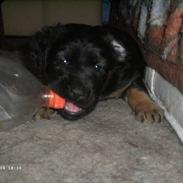 Blanding af racer Trunte