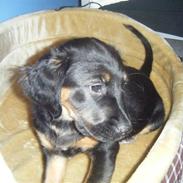 Blanding af racer Trunte