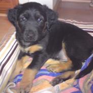 Blanding af racer Trunte