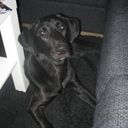 Labrador retriever Karlsson (F1) (Himmelhund)