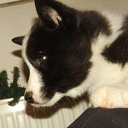 Karelsk bjørnehund Bjørnehusets Iluk 