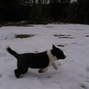 Karelsk bjørnehund Bjørnehusets Iluk 