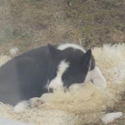 Karelsk bjørnehund Bjørnehusets Iluk 