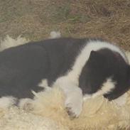 Karelsk bjørnehund Bjørnehusets Iluk 