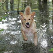 Golden retriever Shadowfax Wanissa Sheila