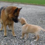 Golden retriever Shadowfax Wanissa Sheila