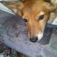 Blanding af racer Lady