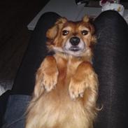 Blanding af racer Lady