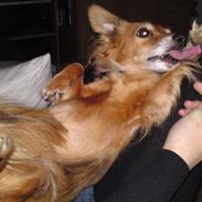 Blanding af racer Lady