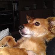 Blanding af racer Lady