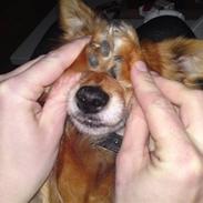 Blanding af racer Lady