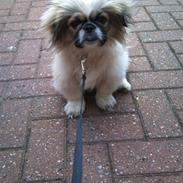 Pekingeser Charlie