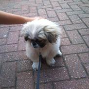 Pekingeser Charlie