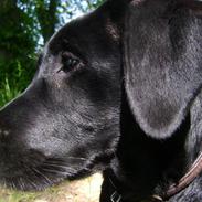 Labrador retriever Walther
