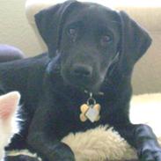 Labrador retriever Walther