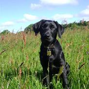 Labrador retriever Walther