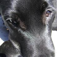 Labrador retriever Walther