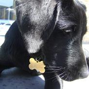 Labrador retriever Walther