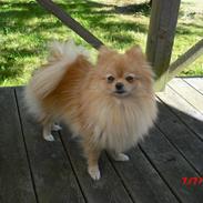 Pomeranian Trille