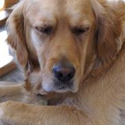Golden retriever RIP Molly