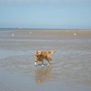 Golden retriever RIP Molly