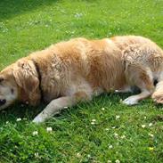 Golden retriever RIP Molly