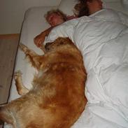 Golden retriever RIP Molly