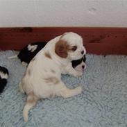Cavalier king charles spaniel Nissedals Mille