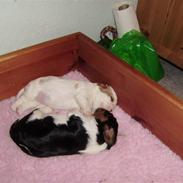 Cavalier king charles spaniel Nissedals Mille