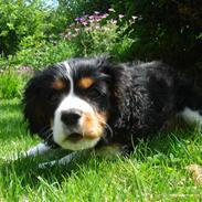 Cavalier king charles spaniel Thor (lille Thor)