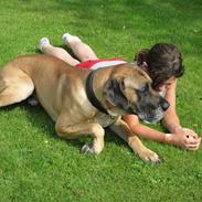 Grand danois SNICKERS