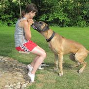 Grand danois SNICKERS