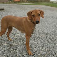 Rhodesian ridgeback Mbwa Mzuri´s Badili