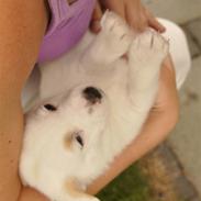 Blanding af racer Skipper