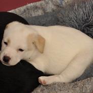 Blanding af racer Skipper