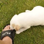 Blanding af racer Skipper