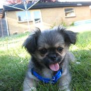 Blanding af racer Felix